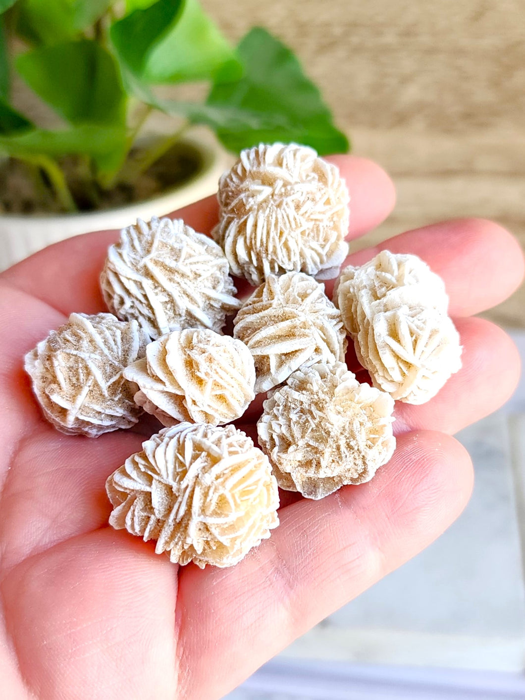 Explore Desert Rose for grounding, clarity, and spiritual connection with the desert's energy, fostering personal growth and harmony